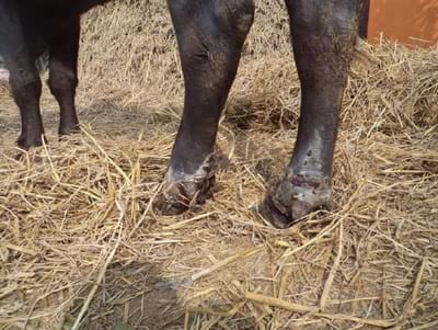 Dermatophilosis In Cattle