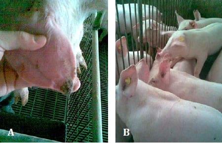 Pig Farming 