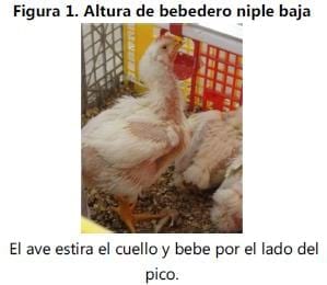 Las correcciones del pecho en krasnoyarske