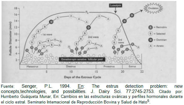 Dinámica Folicular Bovino