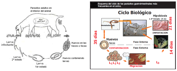 Los helmintos cerca de la tasa