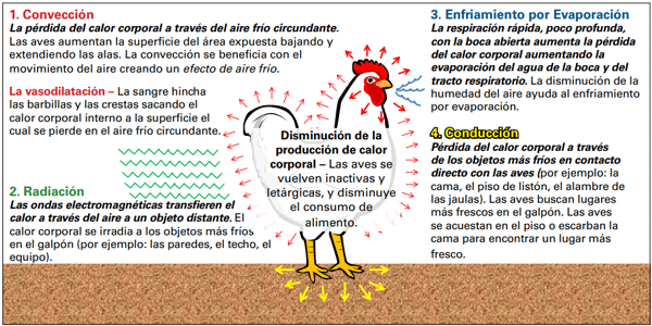 Cómo afecta el calor a las gallinas ponedoras Engormix