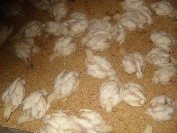 rickets in poultry