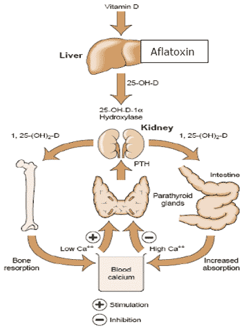 deficiency of vitamin D3