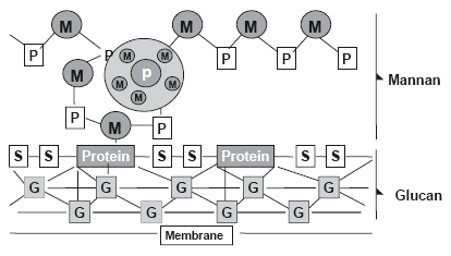 Yeast Cell Wall