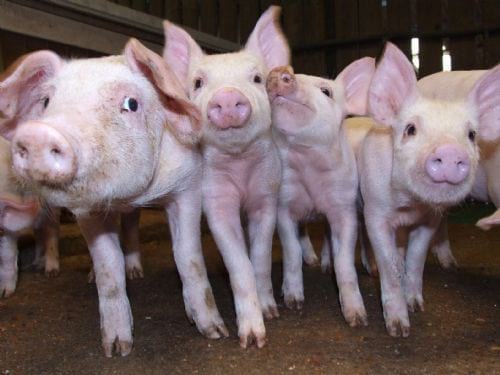 FORMI - FOR PIGS