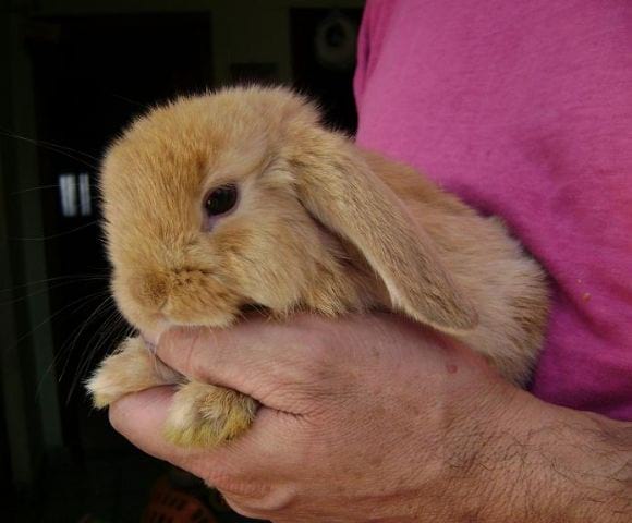 ph-2202012111330PM-S-3449-mini-lop-florayfaunalanus.JPG