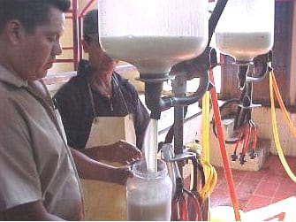 animales productores de carne