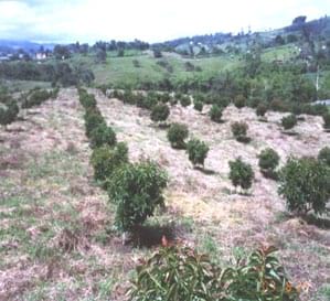 FERTILIZACION AGUACATE fertilizacion aguacate: