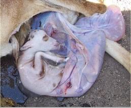 LEPTOSPIROSIS EN BOVINO leptospirosis en bovino:
