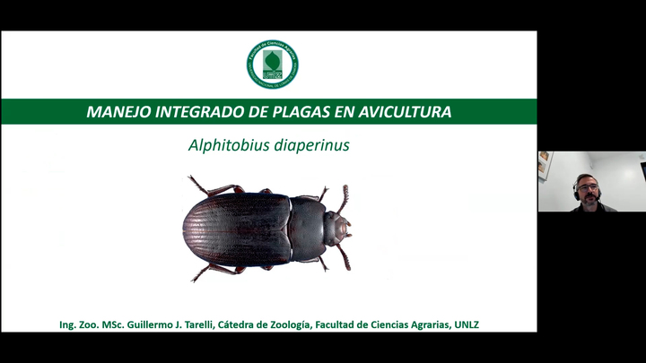 Manejo Integrado De Plagas En Avicultura Alphitobius Diaperinus Engormix