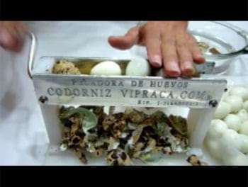 Peladora / Descascaradora de Huevos de Codorniz Vipraca