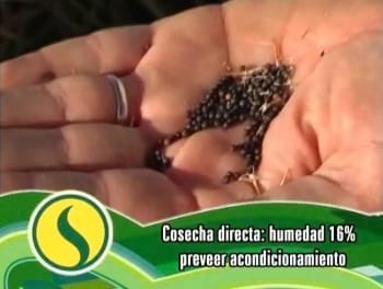 Cosecha de Colza, Horacio Bienzob�s (Sursem)