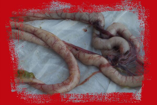 Understanding Intestinal Inflammation in Poultry