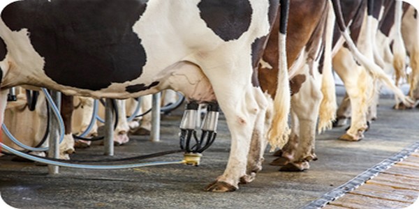 Boosting milk components and synthesized fatty acids in lactating dairy ...