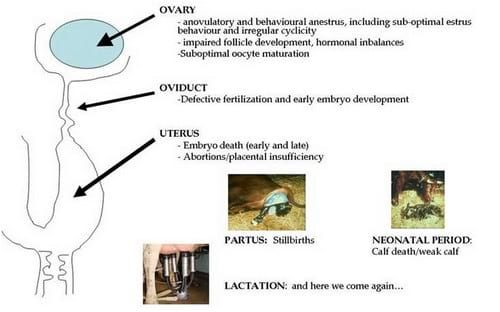 Reproductive Performance In High-producing Dairy Cows: Can We Sustain ...