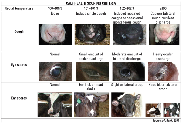 Respiratory Disease In Dairy Calves Engormix