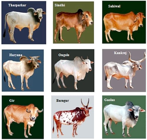 Buffalo breeds in india - Engormix