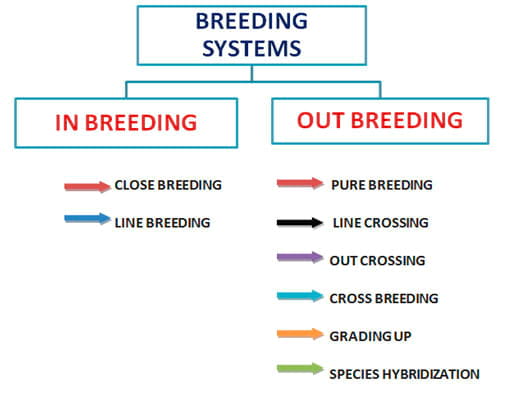 Breeding Methods of Dairy Cattle - Engormix