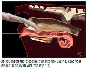 Artificially inseminate in cattle - Engormix