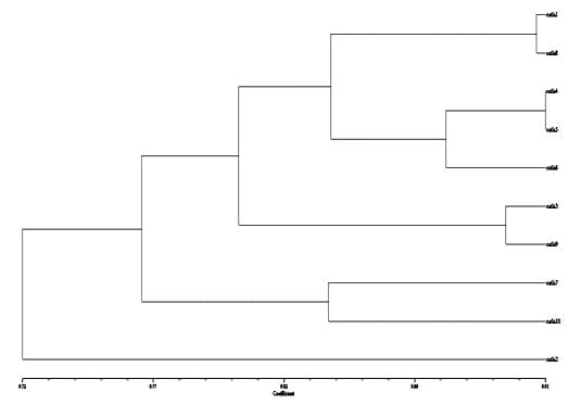 To evaluate genetic variation within and among the two different stocks ...