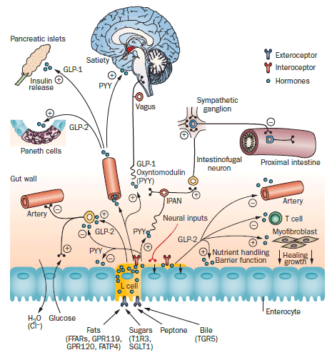 The Gut as a Sensory Organ - Engormix