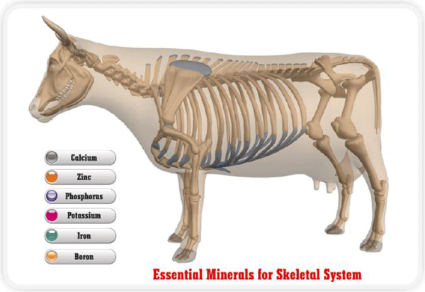 Tracing The Importance Of Trace Minerals Engormix