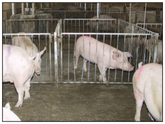 Competitive Feeding Systems | Engormix