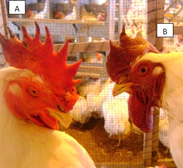 Fowl Cholera in poultry - Engormix