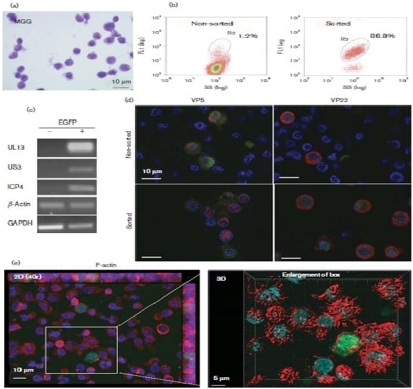 Marek’s disease virus undergoes complete morphogenesis after ...