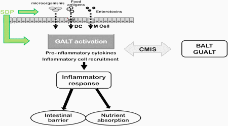 Spray dried plasma as an alternative to antibiotics in piglet feeds ...