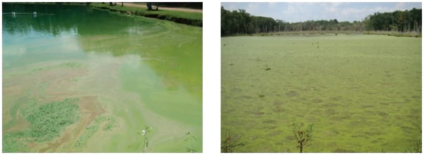 Managing Algal Blooms and the Potential for Algal Toxins in Pond Water ...