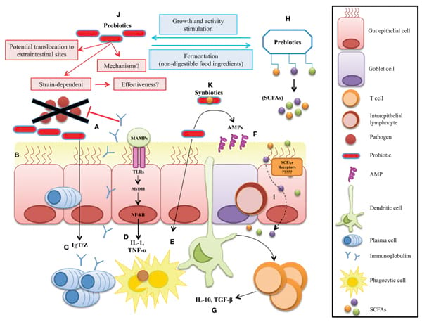 Selective manipulation of the gut microbiota improves immune status in ...