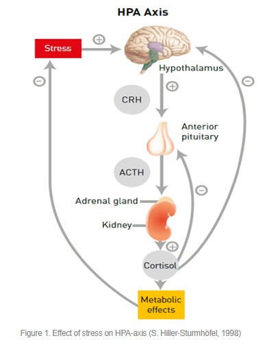 Heat stress: underlying mechanism and mitigation by yeast ...