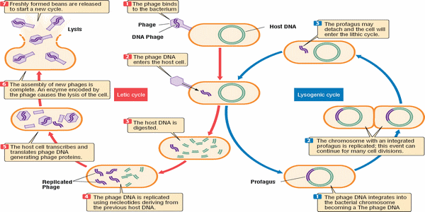 Antibiotic-resistance: the contribution of the viruses in GIT ...