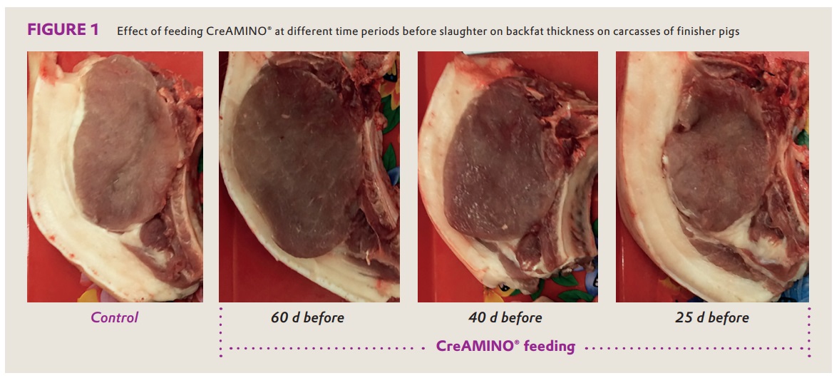 CreAMINO® improves growth performance and carcass quality of finisher