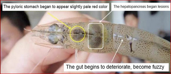 Functionary Properties of Hepatopancreas in Shrimp & Its Protection for