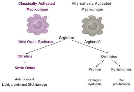 The Role of Amino Acids in the Immune System – A special focus on ...