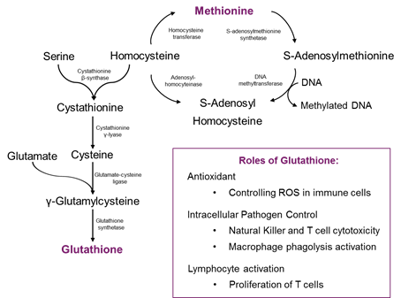 what is a safe mg to take for glutathione Amazon.com: We Like Vitamins | NSF Certified Glutathione Supplement |  Manufactured in USA | Highly Bioavailable | L-Glutathione Antioxidant  Support|500mg Per Serving