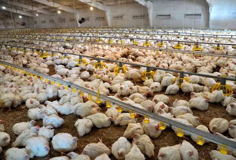 The effect of heat stress on broiler performance and strategies to ...