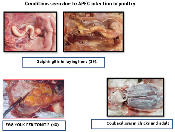 Bacteriophage Therapy In Effective Control Of E Coli Infections In Poultry Engormix
