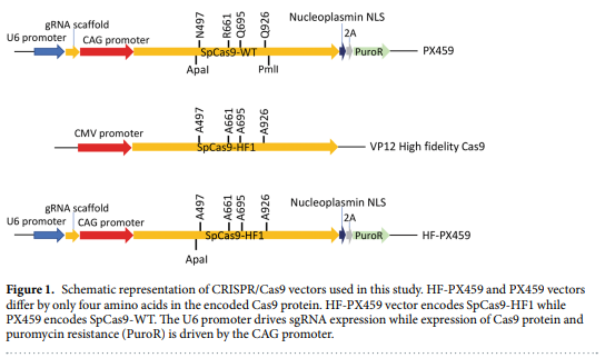 High Fidelity Crispr Cas9 Increases Precise Monoallelic And Biallelic Editing Events In Primordial Germ Cells Engormix