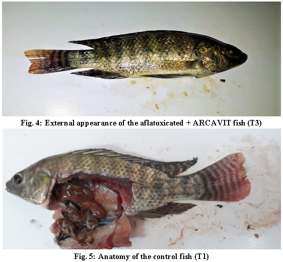 Is It Possible To Detoxify Aflatoxic Aquafeed Engormix