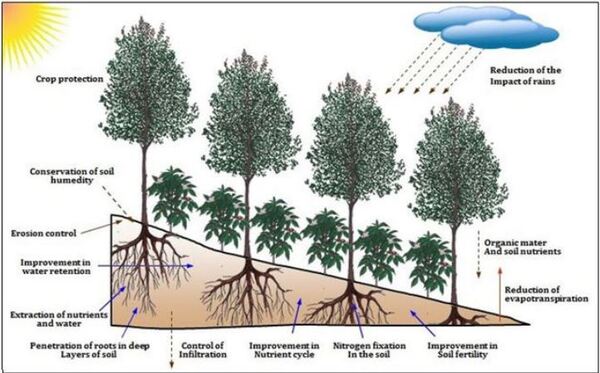 Litter Decomposition Process in Coffee Agroforestry Systems - Engormix