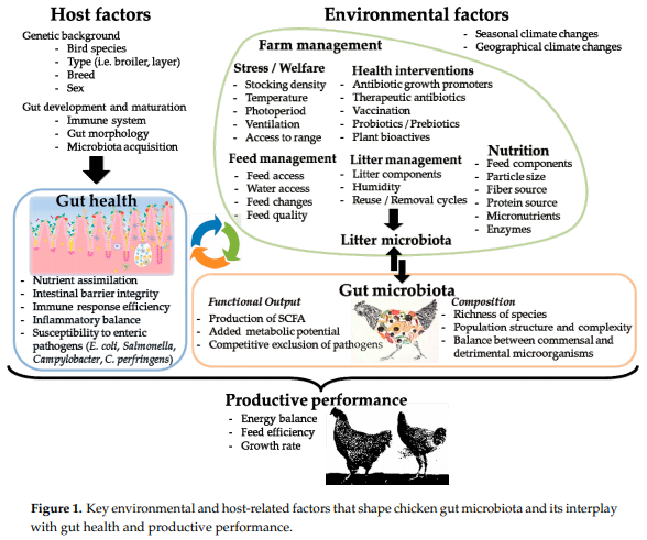 Microbiota, Gut Health and Chicken Productivity: What Is the Connection ...