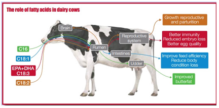 Balancing Fat Nutrition to Optimise Transition Cow Performance - Engormix