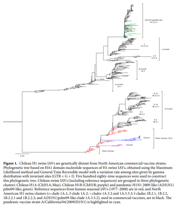 Antigenic characterization of novel H1 infuenza A viruses in swine ...