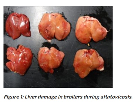 Poultry Mycotoxin Sensitivity: Aflatoxins, Trichothecenes, Fumonisins