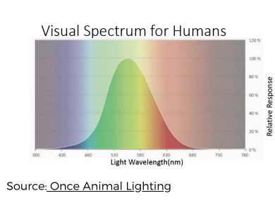 A bird's eye view: the chicken visual system - Engormix