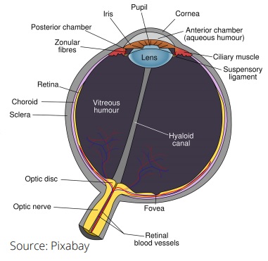 A bird's eye view: the chicken visual system - Engormix